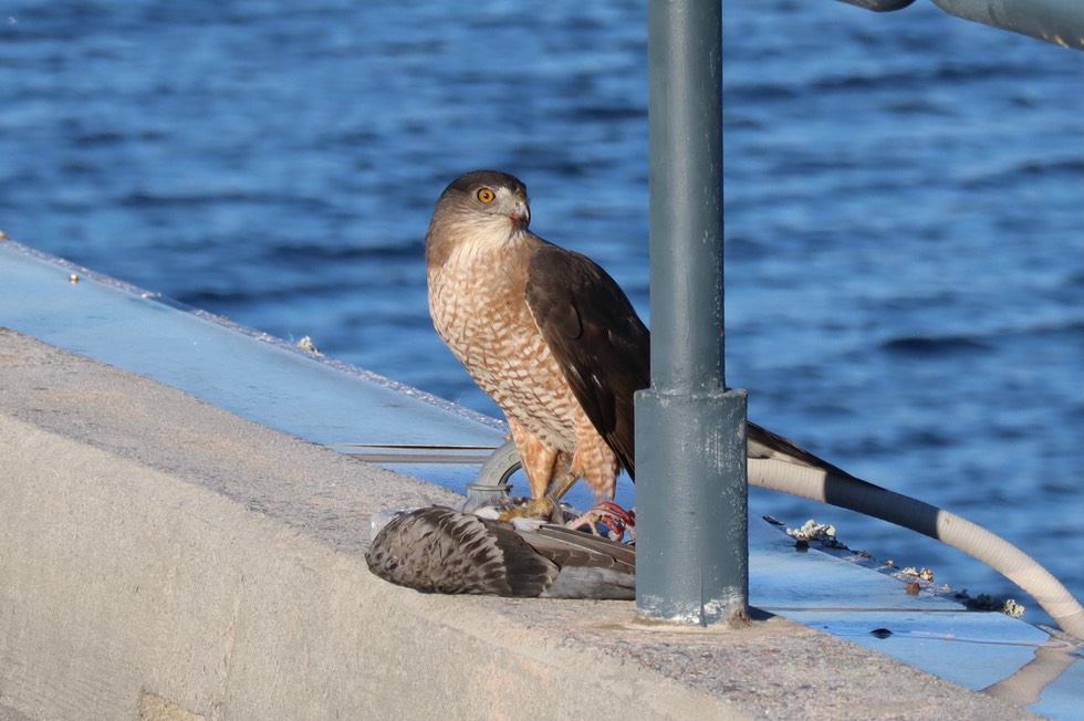 E153BDE0-CB87-42F1-8412-9A796903B2C0