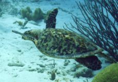 Turtle Near Hilma Hooker