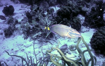 parrotfish2
