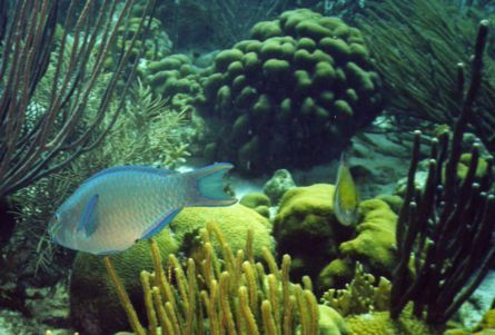 parrotfish