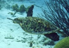 Turtle Near Hilma Hooker