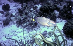 parrotfish2