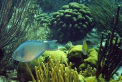 parrotfish