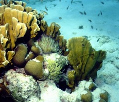 Anemone and Coral