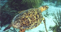 turtle1
