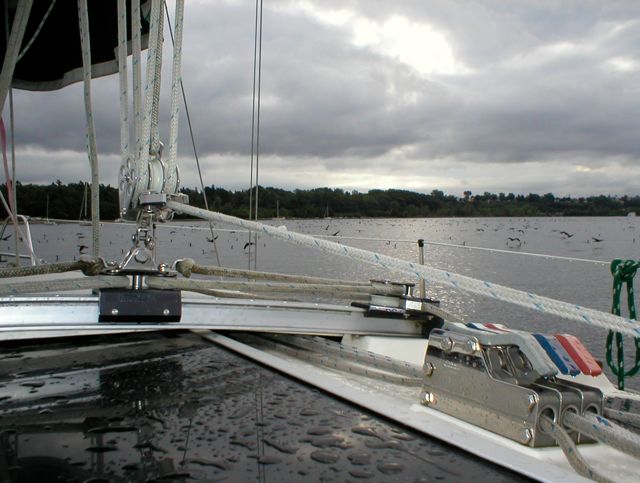 Cormorants and Ducks