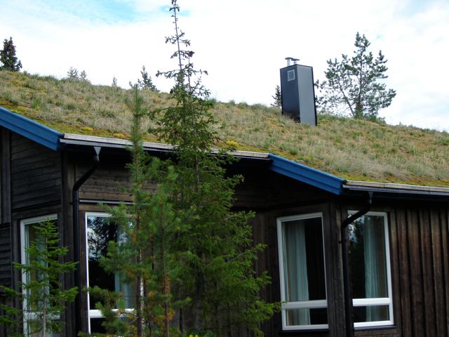 Grass on Roof