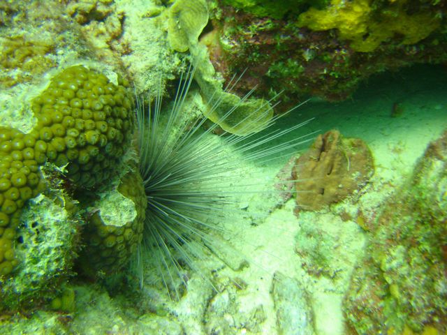 Bari Reef Urchin