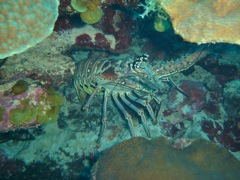 Bonaventure Lobster