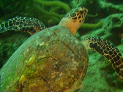 Bari Reef Turtle