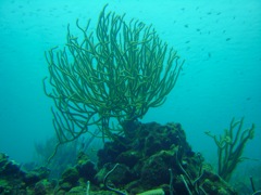 Petrie's Pillar Coral